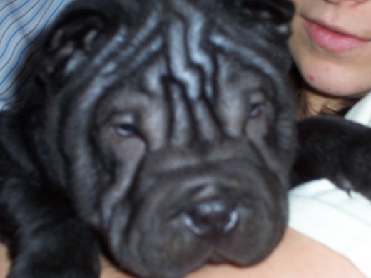 tayson con tres meses. tayson con tres meses.